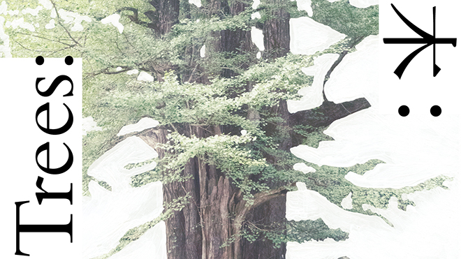 Trees: Audition for a Drama still to Happen img01